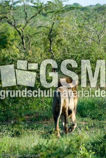 Löwen (11 von 69).jpg